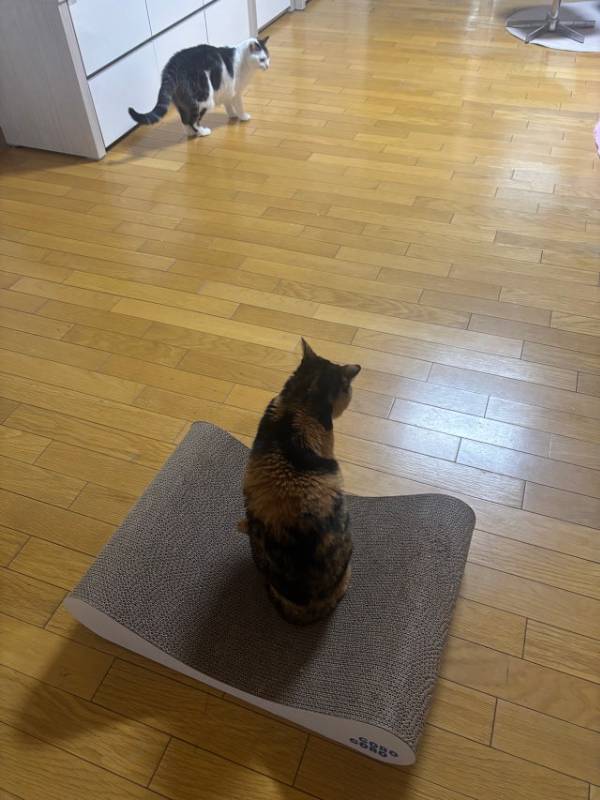 고로고로 고양이 소파 스크래쳐 침대 대형 후기